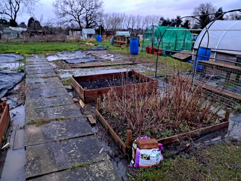 Tidy Allotment